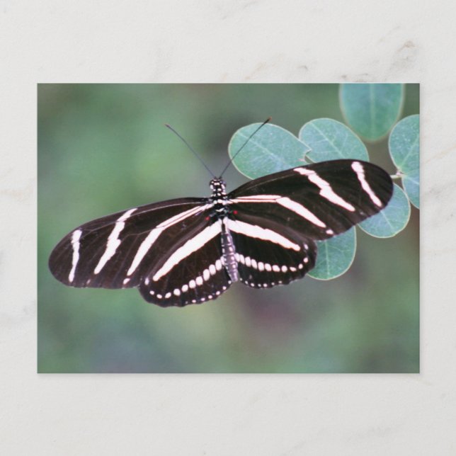 Cartão Postal Cartão-postal da Borboleta Zebra Longwing (Frente)