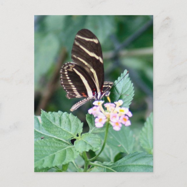Cartão Postal Cartão-postal da Borboleta Zebra Longwing (Frente)