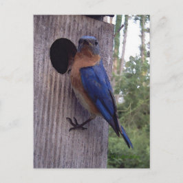 Cartão Postal Cartão-postal da caixa de ninho Bluebird