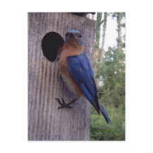 Cartão-postal da caixa de ninho Bluebird