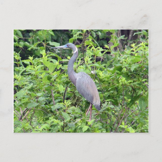 Cartão Postal Cartão-postal da Carolina do Sul Little Blue Heron (Frente)