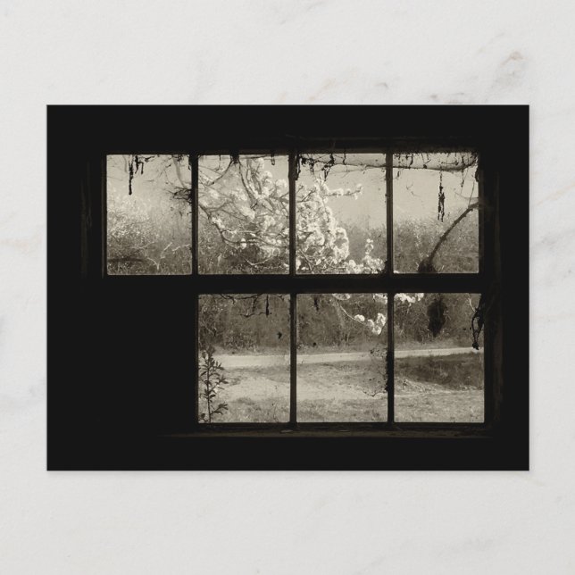 Cartão Postal Cartão-postal da Cherry Blossom através de uma vel (Frente)