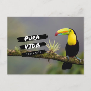 Cartão Postal Cartão-postal da Costa Rica Pura Vida Toucan