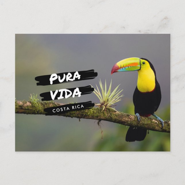 Cartão Postal Cartão-postal da Costa Rica Pura Vida Toucan (Frente)