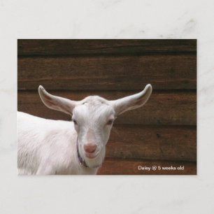 Cartão Postal Cartão-postal da Daisy the Kid Goat
