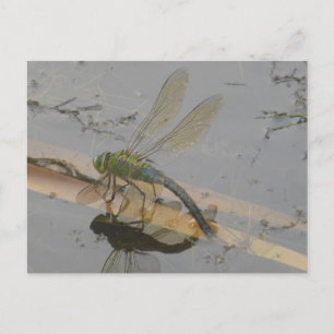 Cartão Postal Cartão-postal da Dragonfly Azul Verde