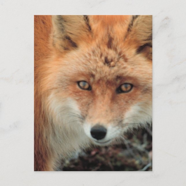 Cartão Postal Cartão-postal da Espécie Fox (Frente)