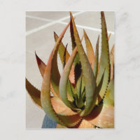 Cartão-postal da fábrica Aloe
