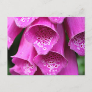 Cartão Postal Cartão-postal da fábrica Foxglove