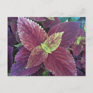 Cartão Postal Cartão-postal da fábrica Red Leaf