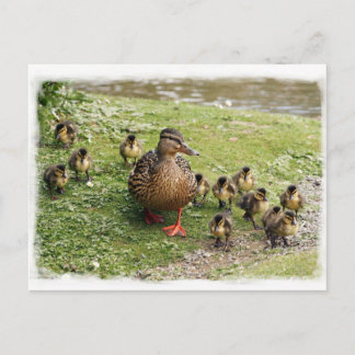 Cartão Postal Cartão-postal da família Duck