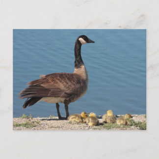 Cartão Postal Cartão-postal da família Goose
