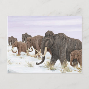 Cartão Postal Cartão-postal da Família Mammoth