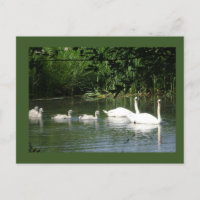 Cartão-postal da família Swan Natal