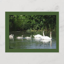 Cartão Postal Cartão-postal da família Swan Natal