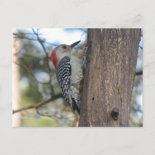 Cartão Postal Cartão-postal da fêmea de barriga vermelha (Frente)