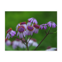 Cartão-postal da Flor