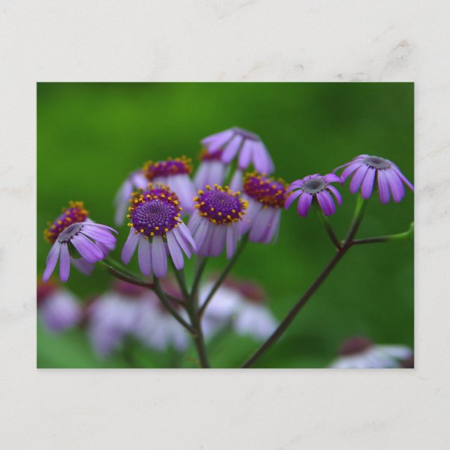 Cartão Postal Cartão-postal da Flor (Frente)