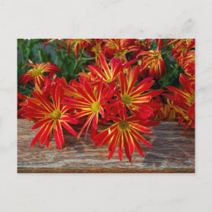 Cartão Postal Cartão-postal da Flor