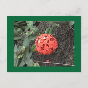 Cartão Postal Cartão-postal da Flor