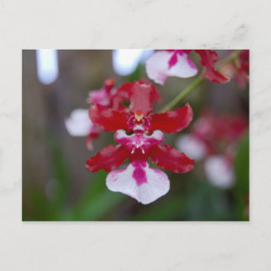 Cartão Postal Cartão-postal da Flor