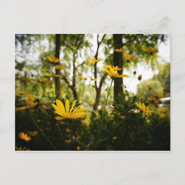 Cartão Postal Cartão-postal da Flor_01 (Frente)