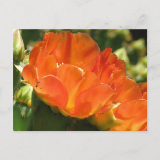 Cartão Postal Cartão-postal da Flor Cactus