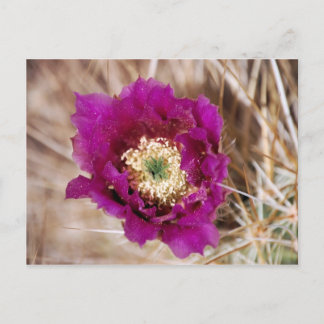 Cartão Postal Cartão-postal da Flor Cactus