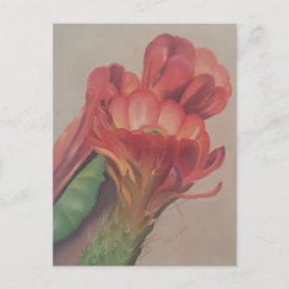 Cartão Postal Cartão-postal da Flor Cactus
