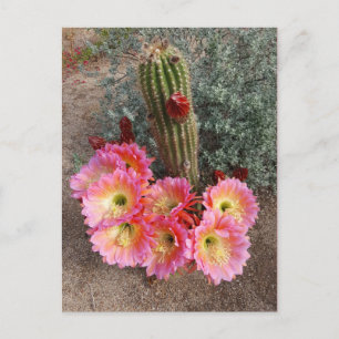 Cartão Postal Cartão-postal da Flor Cactus