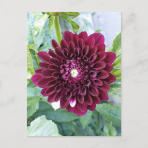 Cartão Postal Cartão-postal da Flor Dahlia Roxo Profundo