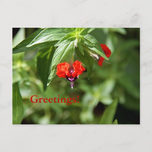 Cartão Postal Cartão-postal da flor de face superior (Frente)