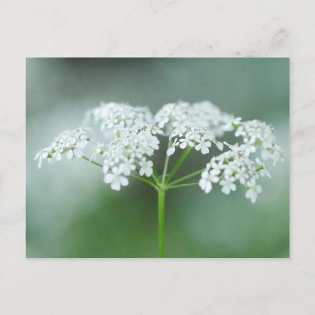 Cartão Postal Cartão-postal da Flor do Cow Parsley (Frente)
