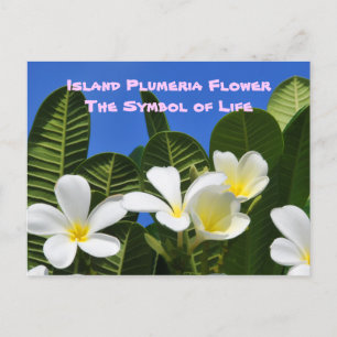 Cartão Postal Cartão-postal da Flor Havaiana White Plumeria