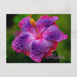 Cartão Postal Cartão-postal da Flor Hibiscus