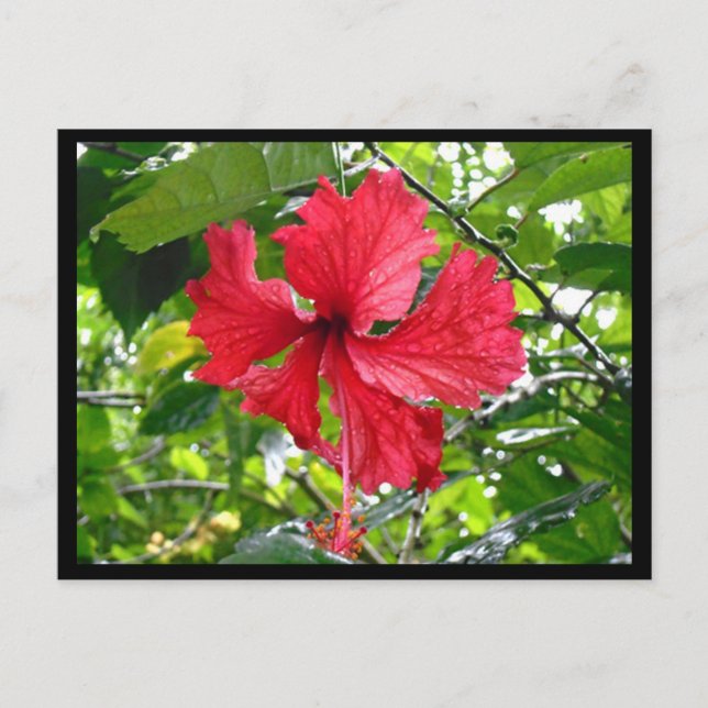 Cartão Postal Cartão-postal da Flor Red Hibiscus (Frente)