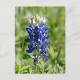 Cartão Postal Cartão-postal da Flor Texas Bluebonnet