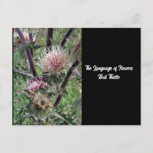 Cartão Postal Cartão-postal da Flores Bull Thistle
