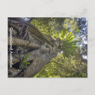 Cartão Postal Cartão-postal da Floresta Australiana