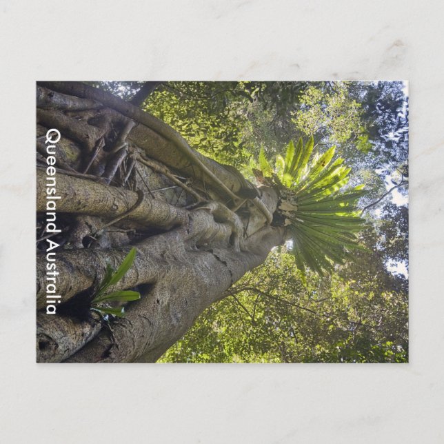 Cartão Postal Cartão-postal da Floresta Australiana (Frente)