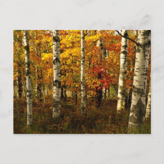 Cartão Postal Cartão-postal da Floresta Birch
