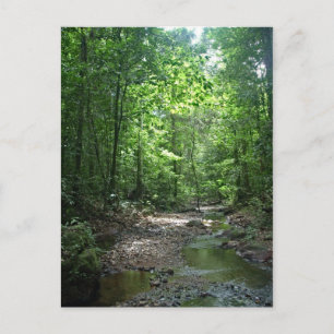 Cartão Postal Cartão-postal da Floresta Suriname