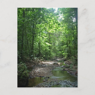 Cartão Postal Cartão-postal da Floresta Suriname