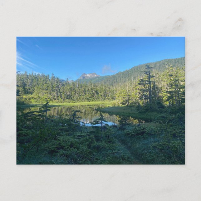 Cartão Postal Cartão-postal da Floresta Verde de Verão (Frente)