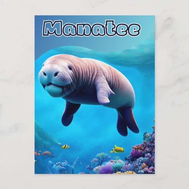 Cartão Postal Cartão-postal da Flórida, Cute Manatee no oceano p (Frente)
