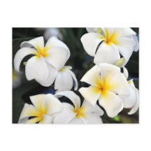 Cartão-postal da Havaiana Plumeria