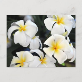 Cartão Postal Cartão-postal da Havaiana Plumeria