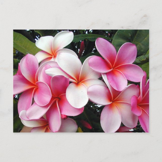 Cartão Postal Cartão-postal da Havaiana Plumeria Rosa (Frente)