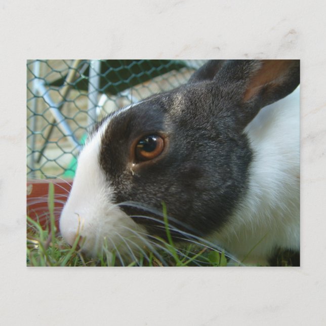 Cartão Postal Cartão-postal da Humbug Bunny (Frente)