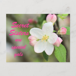 Cartão Postal Cartão-postal da Irmã Secreta Apple Blossom - pers